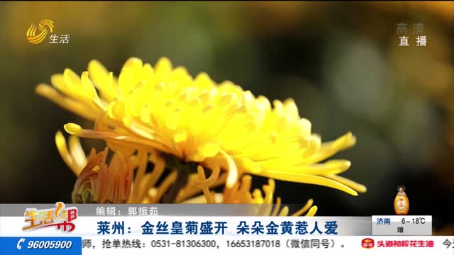 莱州：金丝皇菊盛开 朵朵金黄惹人爱