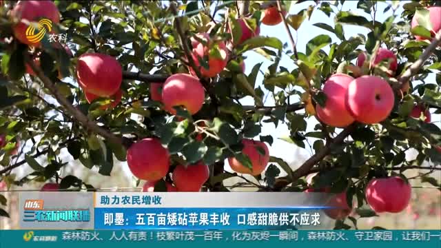【助力农民增收】即墨：五百亩矮砧苹果丰收 口感甜脆供不应求
