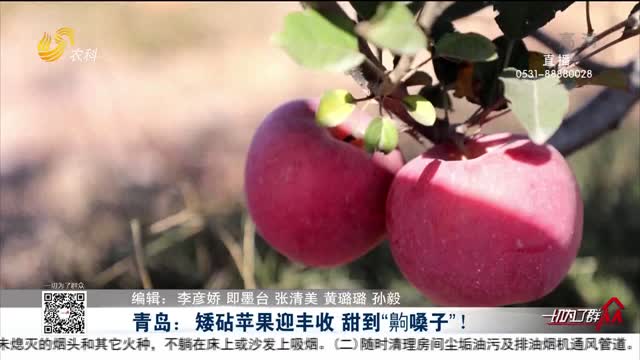 青岛：矮砧苹果迎丰收 甜到“齁嗓子”！