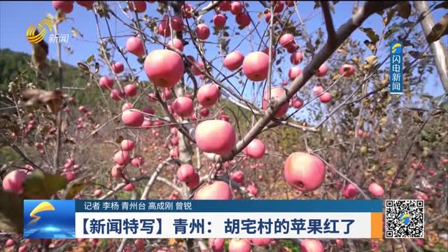 【新闻特写】青州：胡宅村的苹果红了