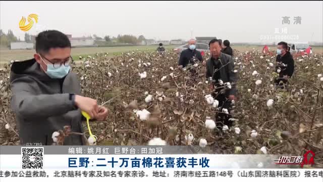 巨野：二十万亩棉花喜获丰收