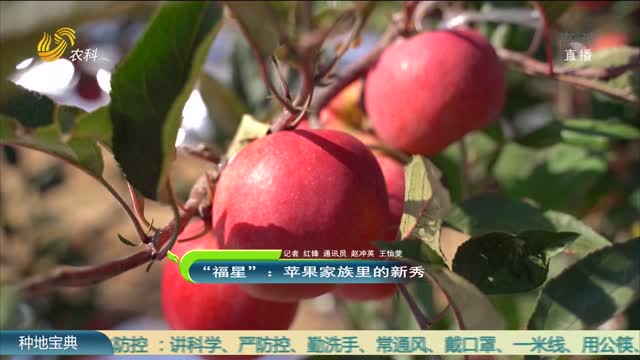 “福星”：苹果家族里的新秀