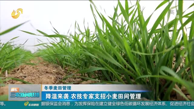 【冬季麦田管理】降温来袭 农技专家支招小麦田间管理