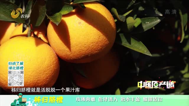 20221112《中国原产递》：秭归脐橙