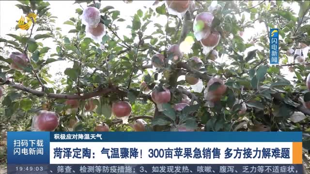 【积极应对降温天气】菏泽定陶：气温骤降！300亩苹果急销售 多方接力解难题
