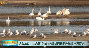 生态环境持续向好  8只天鹅“做客”龙口黄水河湿地