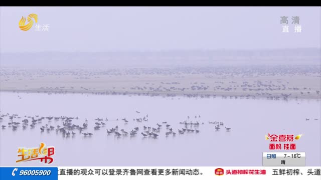 东明：十余万只大雁“恋上”黄河滩