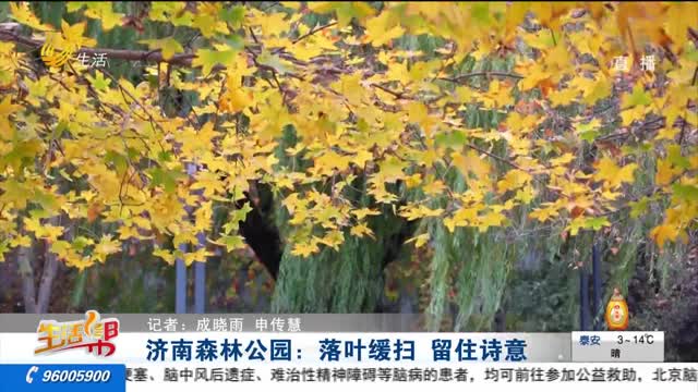 济南森林公园：落叶缓扫 留住诗意