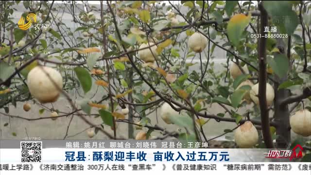 冠县：酥梨迎丰收 亩收入过五万元