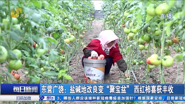 东营广饶：盐碱地改良变“聚宝盆” 西红柿喜获丰收