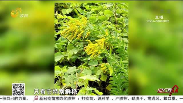 济南：热心人举报 天桥区首次发现“加拿大一枝黄花”