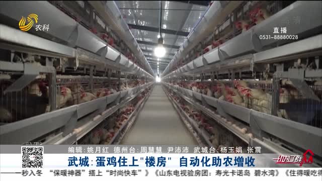 武城：蛋鸡住上“楼房”自动化助农增收