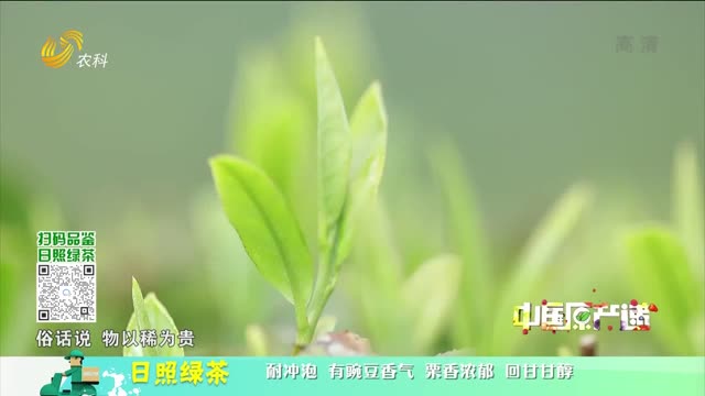 20221117《中国原产递》：日照绿茶