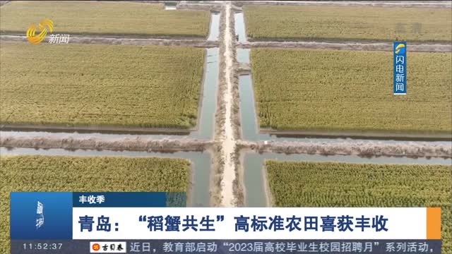 【丰收季】青岛：“稻蟹共生”高标准农田喜获丰收