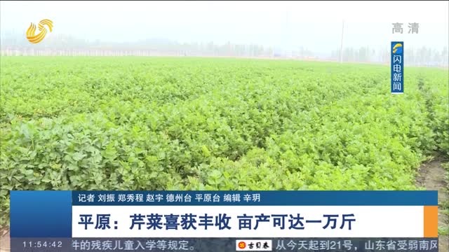 【丰收季】平原：芹菜喜获丰收 亩产可达一万斤