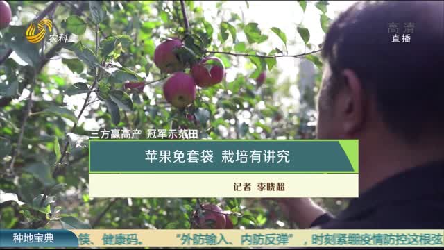 【三方赢高产 冠军示范田】苹果免套袋 栽培有讲究