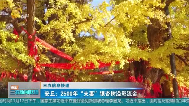【三农信息快递】安丘：2500年“夫妻”银杏树溢彩流金