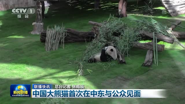 【联播快讯】中国大熊猫首次在中东与公众见面