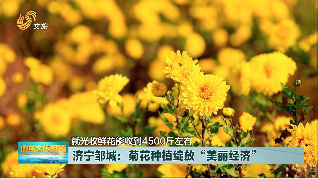 济宁邹城：菊花种植绽放“美丽经济”