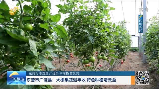 东营市广饶县：大棚果蔬迎丰收 特色种植增效益