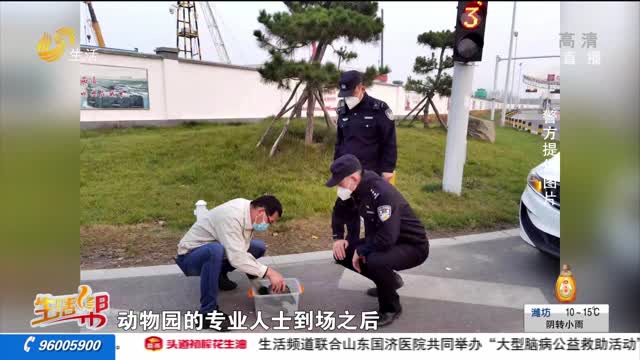 济南：警民联手救助受伤夜鹭