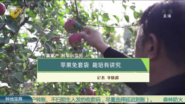 【三方赢高产 冠军示范田】苹果免套袋 栽培有讲究