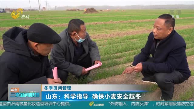 【冬季田间管理】山东：科学指导 确保小麦安全越冬