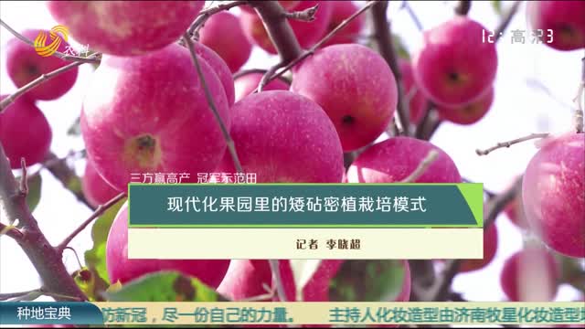 【三方赢高产 冠军示范田】现代化果园里的矮砧密植栽培模式