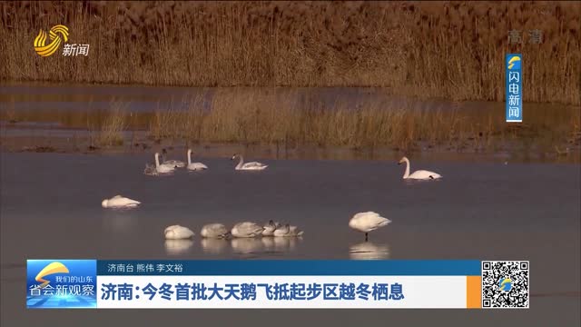 济南：今冬首批大天鹅飞抵起步区越冬栖息