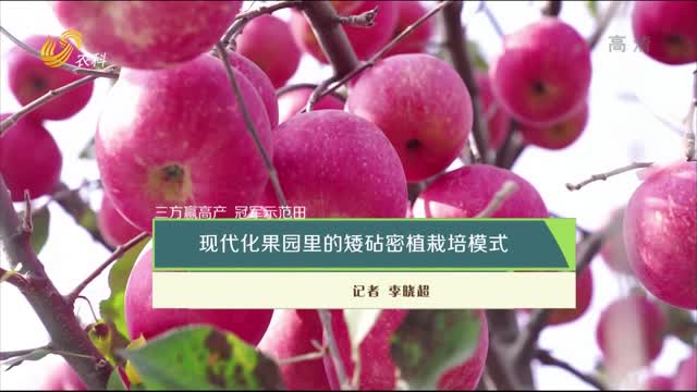 【三方赢高产 冠军示范田】现代化果园里的矮砧密植栽培模式