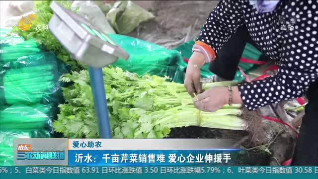 【爱心助农】沂水：千亩芹菜销售难 爱心企业伸援手