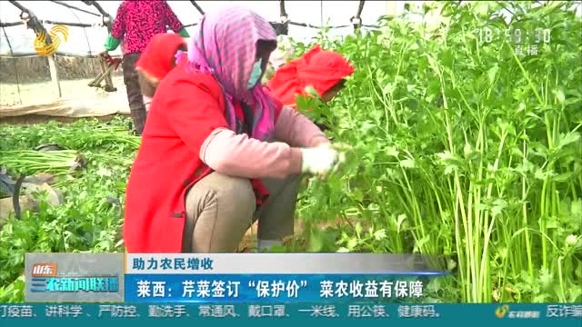 【助力农民增收】莱西：芹菜签订“保护价” 菜农收益有保障