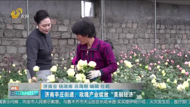 【助力农民增收】济南辛庄街道：玫瑰产业绽放“美丽经济”
