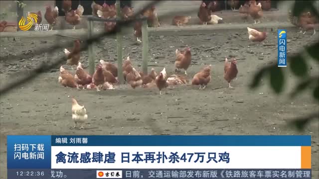 禽流感肆虐 日本再扑杀47万只鸡