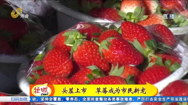 济南首茬草莓上市 “五色草莓”诱人