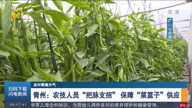 青州：农技人员“把脉支招” 保障“菜篮子”供应