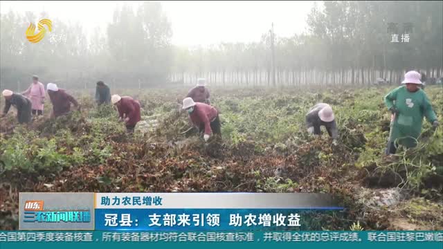【助力农民增收】冠县：支部来引领 助农增收益