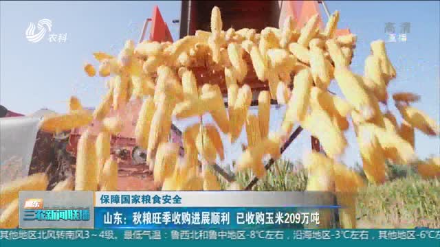 【保障国家粮食安全】山东：秋粮旺季收购进展顺利 已收购玉米209万吨