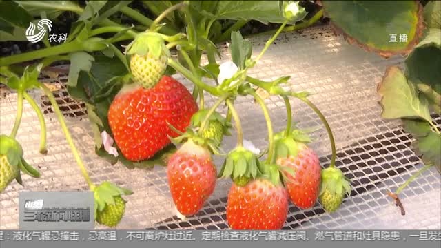 【助力农民增收】山东：草莓“甜蜜”上线 个大味美供不应求