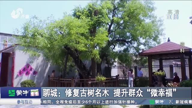 聊城：修复古树名木 提升群众“微幸福”