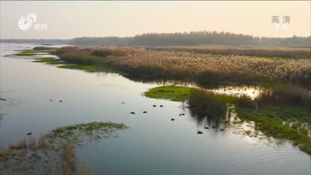 泰安湿地公园：候鸟翩跹 芦苇摇曳