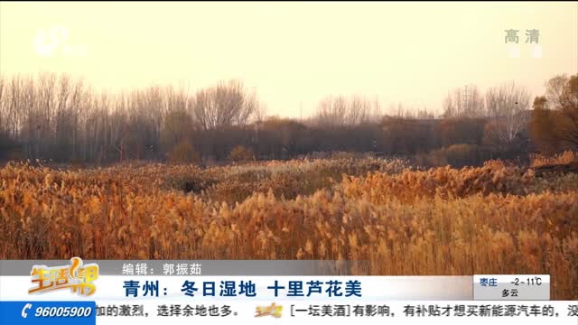 青州：冬日湿地 十里芦花美