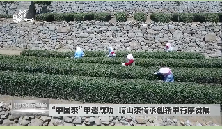 “中国茶”申遗成功 崂山茶传承创新中有序发展