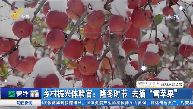乡村振兴体验官：隆冬时节 去摘“雪苹果”