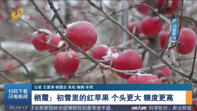 栖霞：初雪里的红苹果 个头更大 糖度更高
