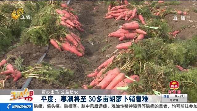 【帮办出马 公益助农】平度：寒潮将至 30多亩胡萝卜销售难