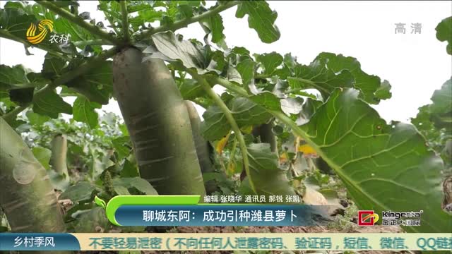聊城东阿：成功引种潍县萝卜