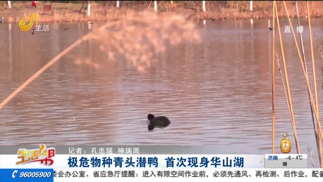 极危物种青头潜鸭 首次现身华山湖