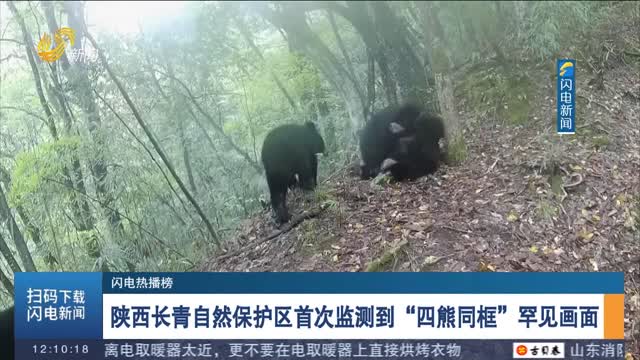 【闪电热播榜】陕西长青自然保护区首次监测到“四熊同框”罕见画面