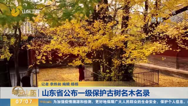 山东省公布一级保护古树名木名录